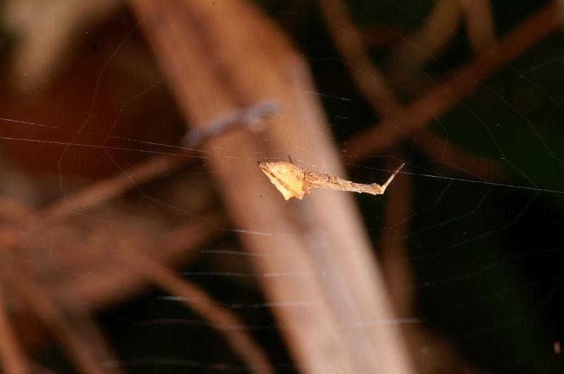 Uloborus_barbipes_D5559_Z_88_Wellington Point Esplanada_Australie.jpg